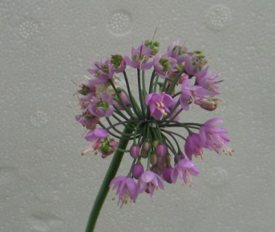 allium-ax1.jpg