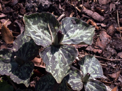 Trillium_chloropetalum002.jpg