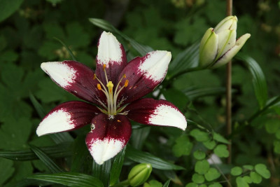 Iacapucino0611.jpg