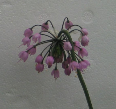 allium-ax2.jpg