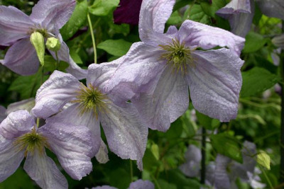 Cl.vit.Emilia_Plater2610a.jpg