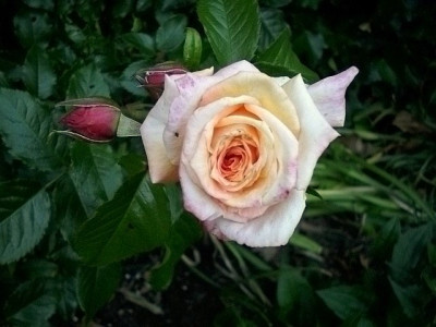 2011_barock_knospe_2..jpg