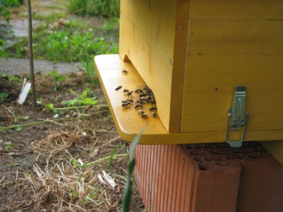 Bienenkiste1.jpg