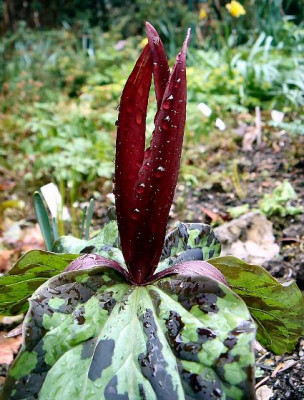 Trillium_chloropetalum__var_chloropetalum.JPG