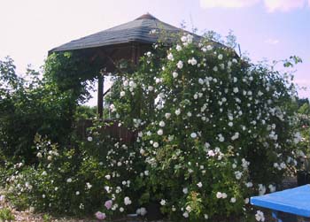 PavillonRosen_Kopie.jpg