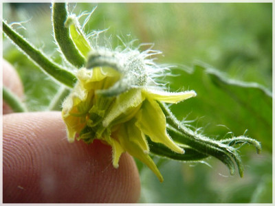 White_Queen_Flower2.JPG