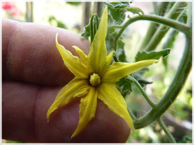 Rose_dEspelette_Flower2.JPG