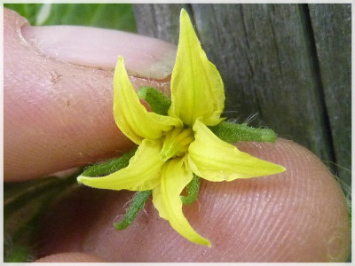 Pizzo_Tello_Flower1.JPG