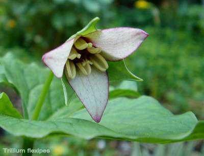 Trillium_flexipes.jpg
