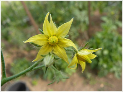 Jutta_Flowers.JPG