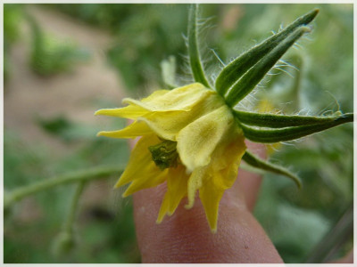 German_Head_Flower.JPG
