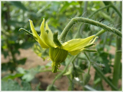 Green_Velvet2011_Flower3.JPG