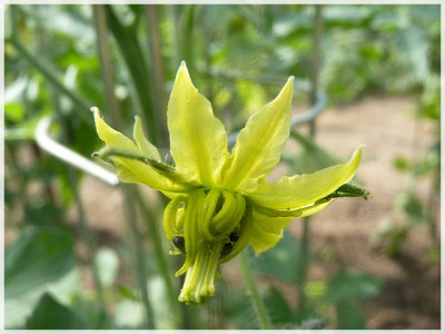 Green_Velvet2011_Flower1.JPG
