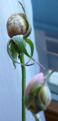 FDxCrep14_08.JPG