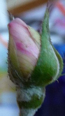 FDxCrep14_06.JPG
