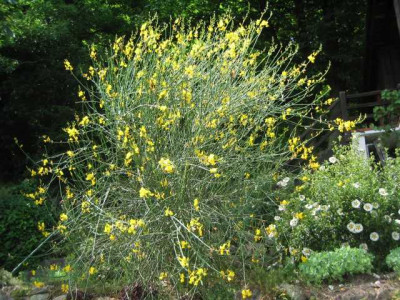 Spartium_junceum_20080601.jpg