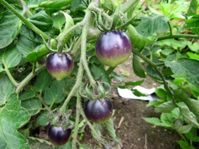 Tomate_osu_blue_2011.jpg