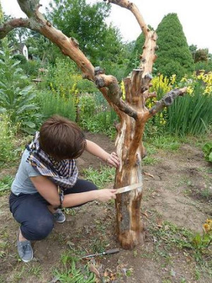 toter_Baum.jpg
