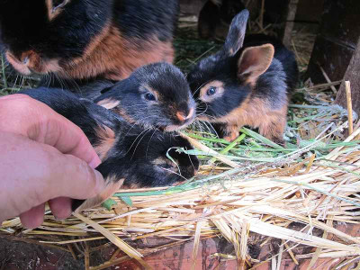 Kaninchen_Juni_11_ue.jpg