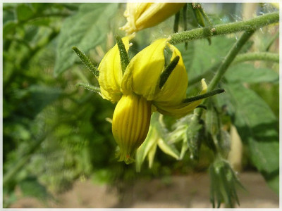Yellow_Niunai_Flower2011_1.JPG