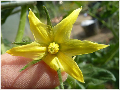 Ukrainian_Heart_Flower2011_2.JPG