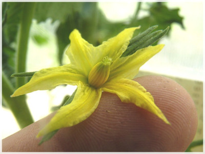 Sewernaja_Krasawica2011_Flower1.JPG
