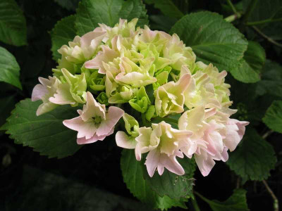 Hydrangea_macrophylla_Albrechtsburg_2011.jpg