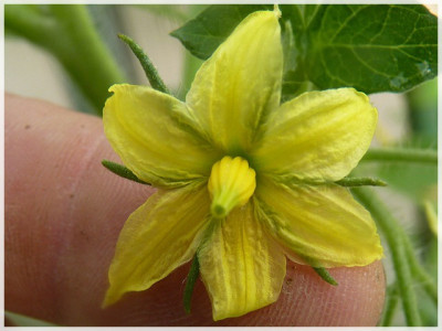 Peach_Blow_Sutton_Flower2011_1.JPG