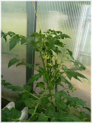 Peach_Blow_Sutton_plant.JPG