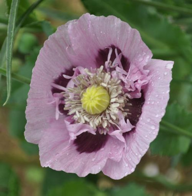 Mohn_0011__6837.jpg