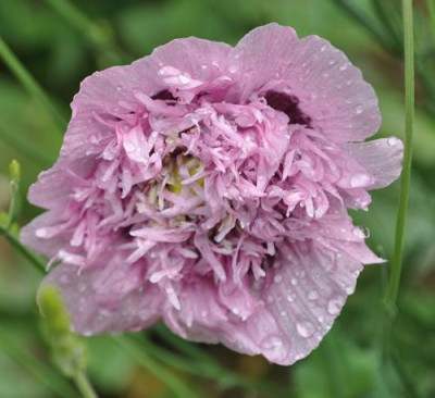 Mohn_gef_0011__6838.jpg
