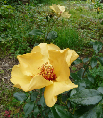 rosa_francine_royneau_bluete.jpg