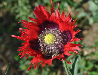 Mohn_br_0011__7153.jpg