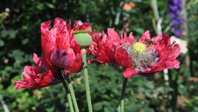 Mohn_mit_Bienen_0011__7154.jpg