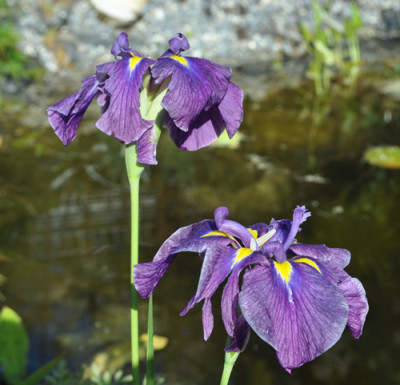 Iris_0011__7216.jpg