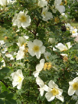 Wildrose11.jpg