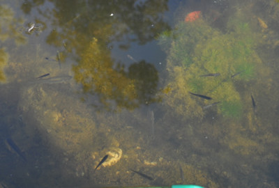 Jungfische_mit_Muttern_0011__7222.jpg