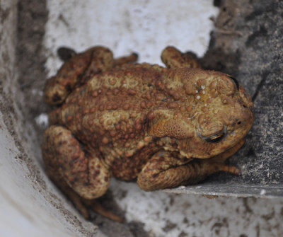 Kroete_0011__6916.jpg