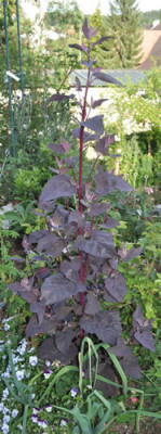 Melde_0011__6947.jpg