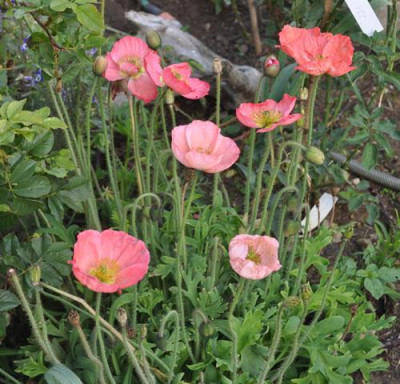 Mohn_T_0011__6946.jpg