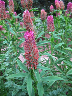 trifolium_1248.jpg