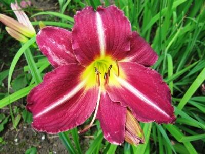 Hemerocallis_2011_412.jpg