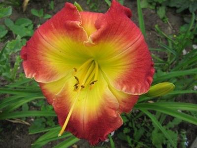 Hemerocallis_2011_411.jpg