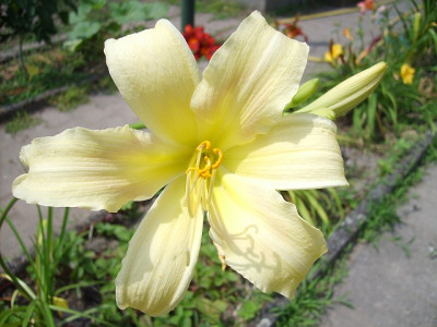 heller_spider_2009.jpg