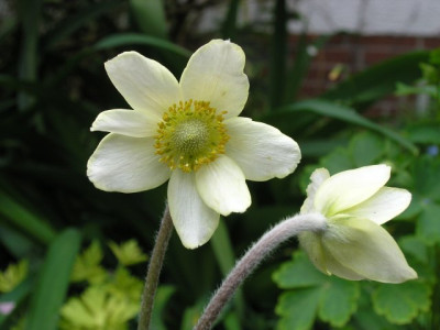 Anemone-palmata-angeblich.jpg