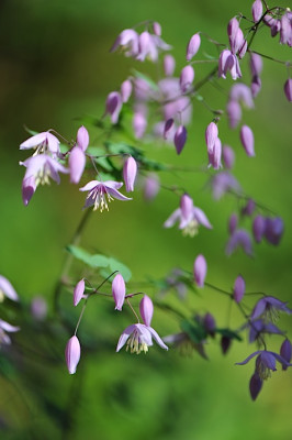 Thalictrum_reniforme_from_Nepal.jpg