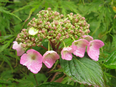 Hydrangea_serrata_Koreana_2011.jpg