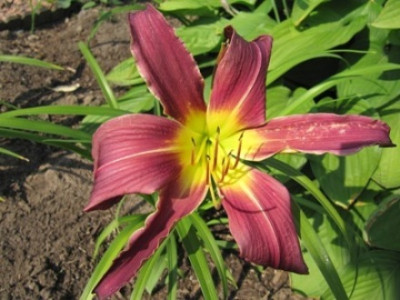 Hemerocallis_2011_359.jpg