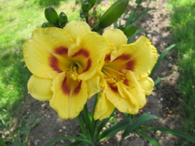 Hemerocallis_2011_339.jpg