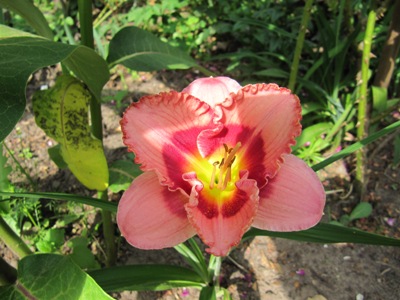 Hemerocallis_2011_313.jpg
